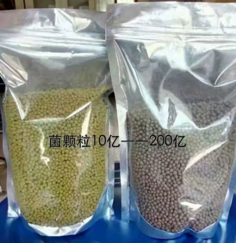 點(diǎn)擊查看詳細(xì)信息<br>標(biāo)題：枯草芽孢桿菌菌劑顆粒 閱讀次數(shù)：4314