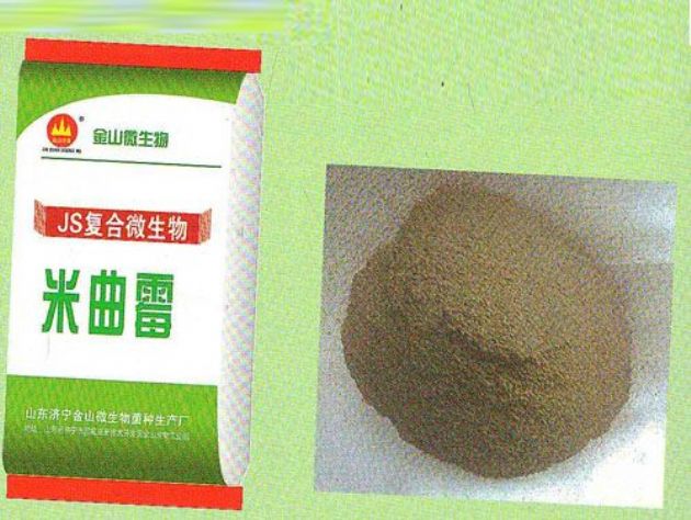 點(diǎn)擊查看詳細(xì)信息<br>標(biāo)題：米曲霉 閱讀次數(shù)：2521